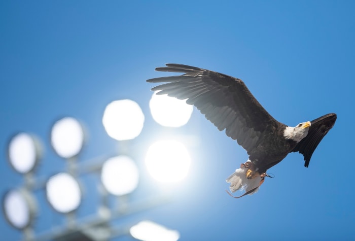 Auburn war eagle Independence flies before the game at Jordan-Hare Stadium in Auburn, Ala., on Saturday, Sept. 4, 2021. Auburn Tigers leads Akron Zips 37-0.